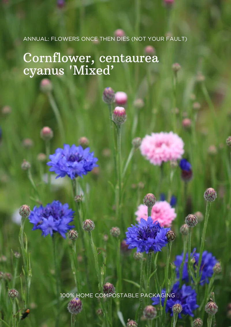 Cornflower Seeds