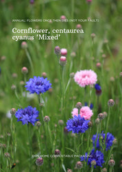 Cornflower Seeds