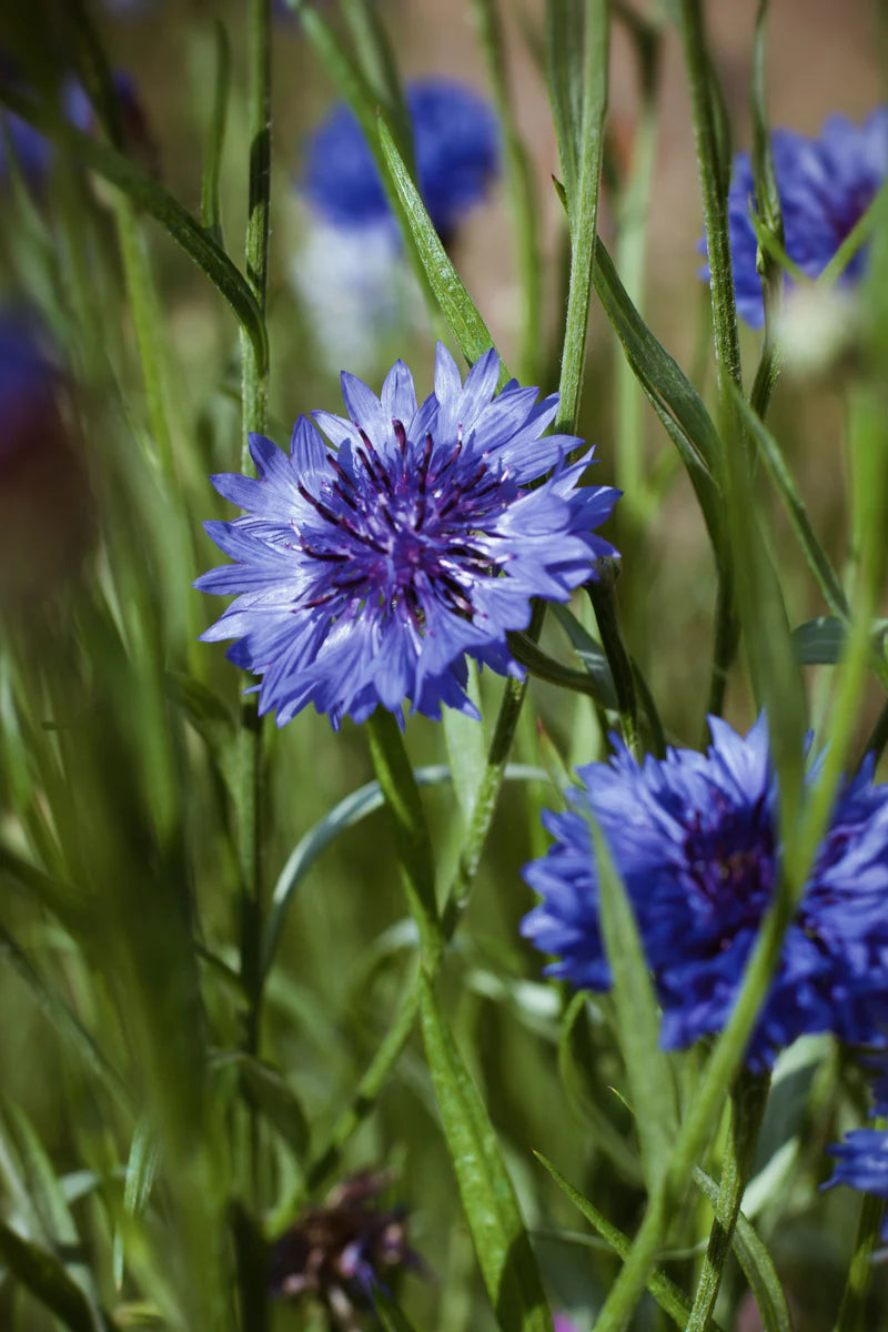 Cornflower Seeds