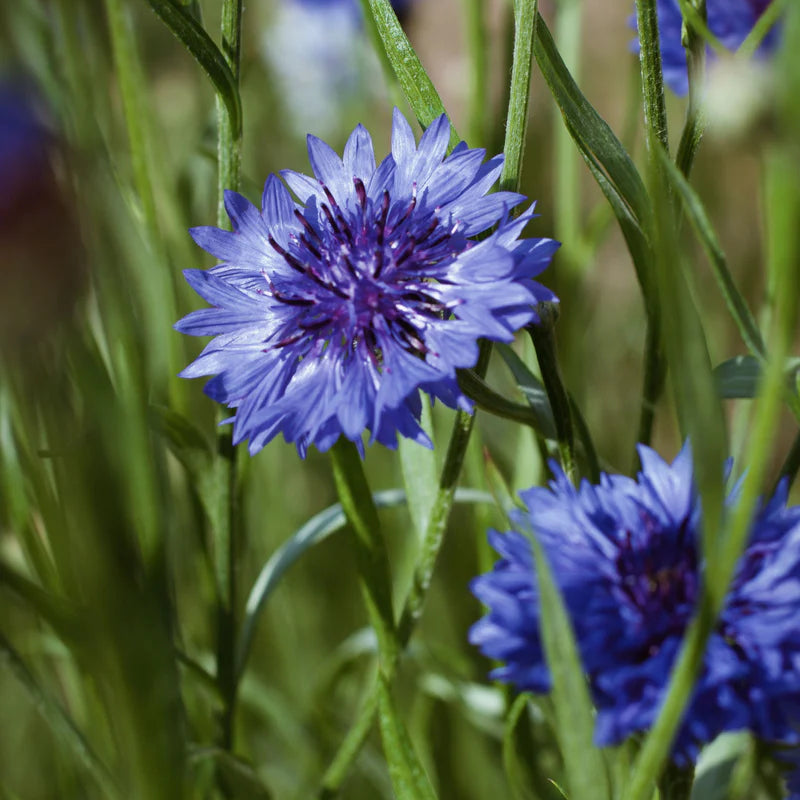 Cornflower_blue.webp