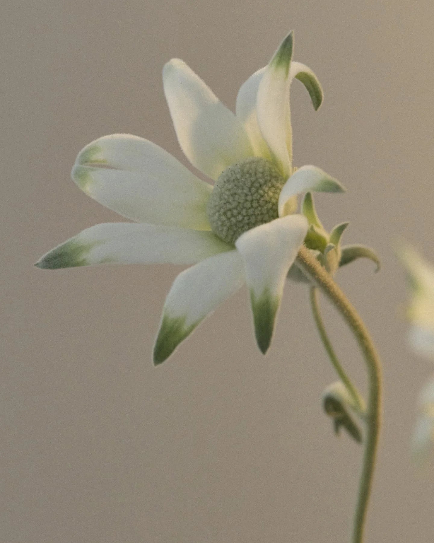 Flannel Flower Hand Balm 100ml