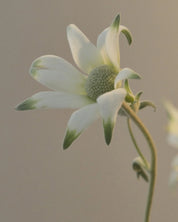 Flannel Flower Hand Balm 100ml