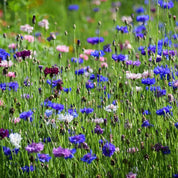 Cornflower Seeds